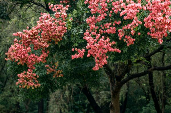 莲花山栾树