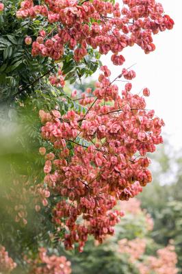 莲花山栾树