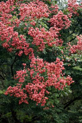 莲花山栾树