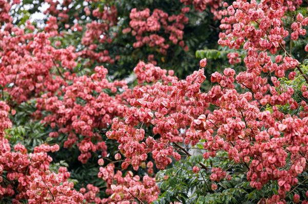 莲花山栾树
