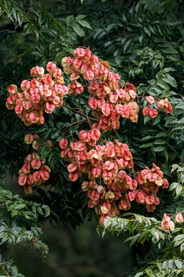 莲花山栾树