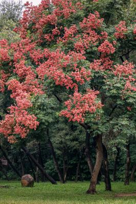莲花山栾树