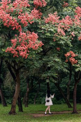 莲花山栾树