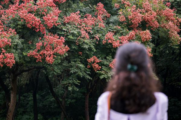 莲花山栾树