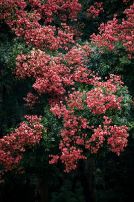 莲花山栾树