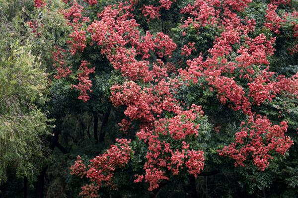 莲花山栾树