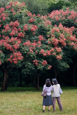 莲花山栾树