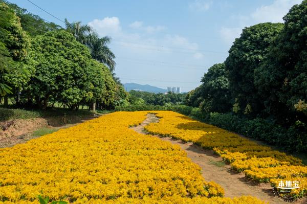 青草排公园