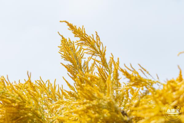 青草排公园