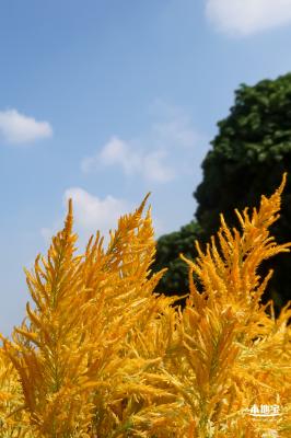 青草排公园