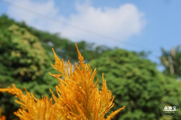青草排公园