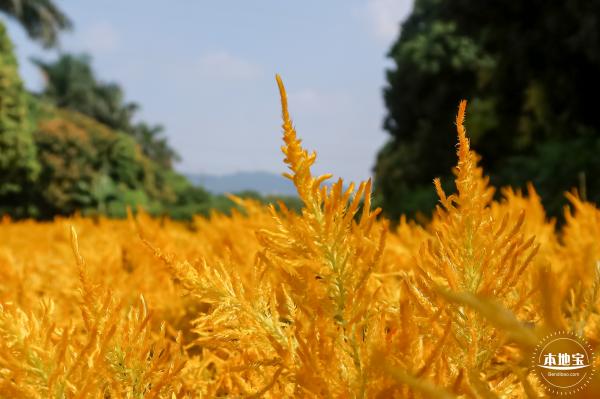 青草排公园