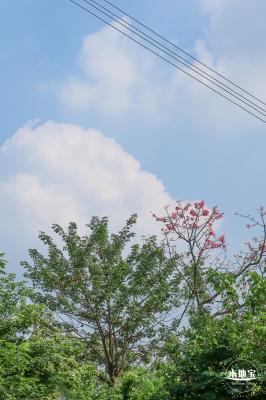 青草排公园