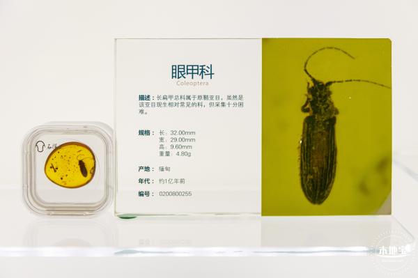 世纪琥珀博物馆