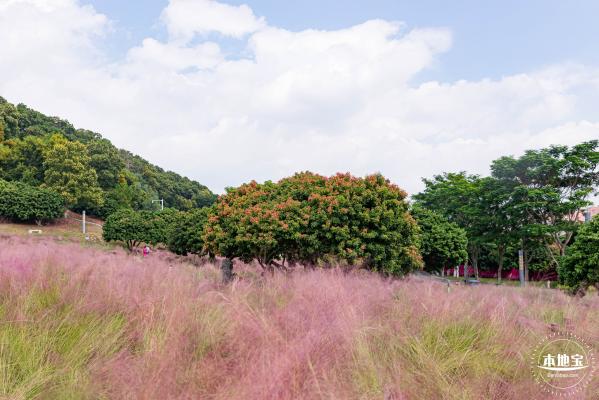 红花山粉黛乱子草