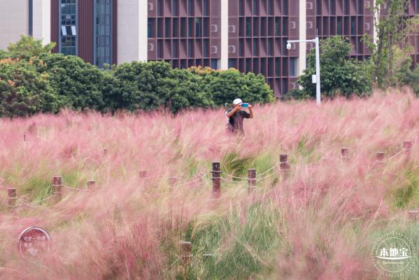 红花山粉黛乱子草