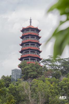 红花山粉黛乱子草
