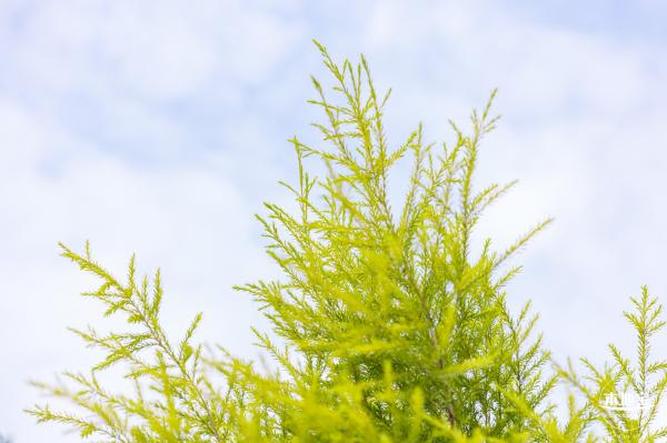 红花山粉黛乱子草