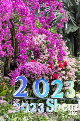 2023深圳簕杜鹃展