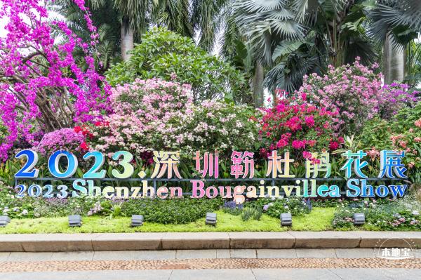 2023深圳簕杜鹃展