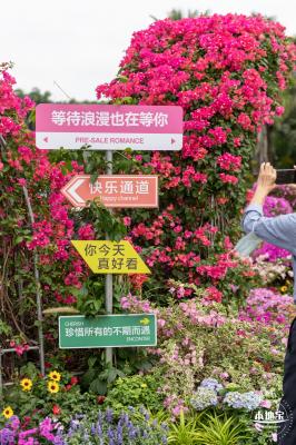 2023深圳簕杜鹃展