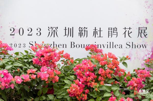 2023深圳簕杜鹃展