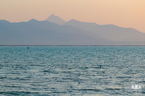 深圳湾公园冬候鸟