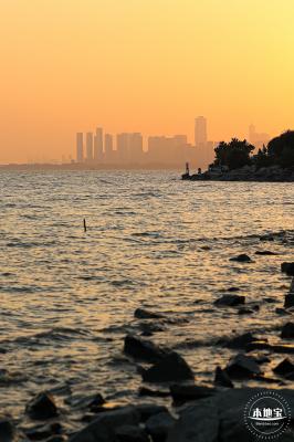 深圳湾公园冬候鸟
