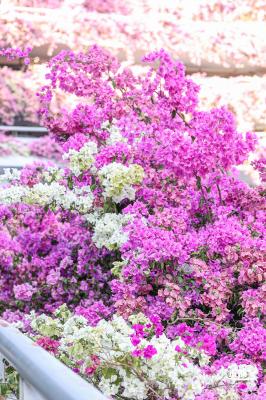 簕杜鹃花海停车场