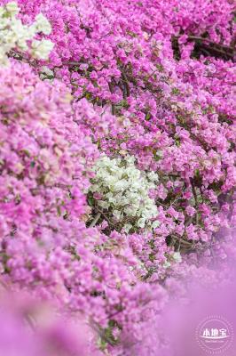 簕杜鹃花海停车场
