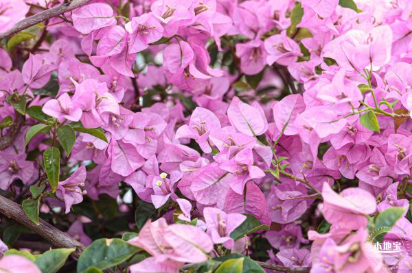 簕杜鹃花海停车场