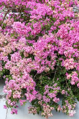 簕杜鹃花海停车场
