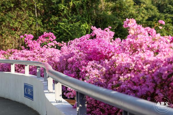 簕杜鹃花海停车场