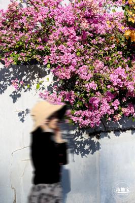 簕杜鹃花海停车场
