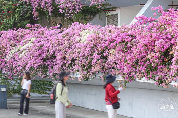 簕杜鹃花海停车场