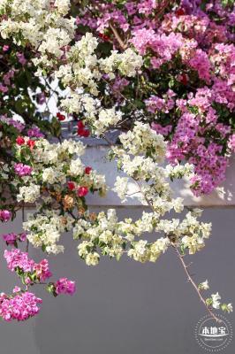 簕杜鹃花海停车场