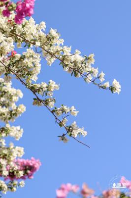 簕杜鹃花海停车场