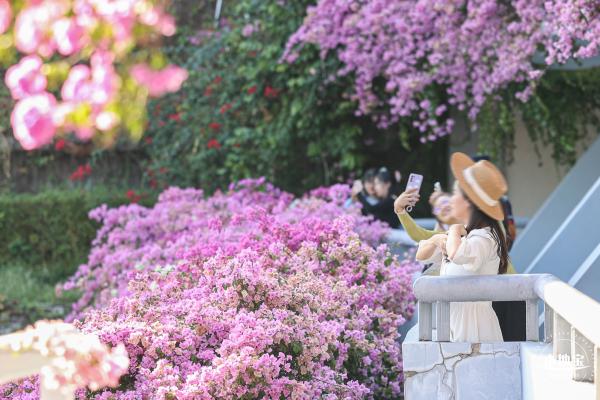 簕杜鹃花海停车场