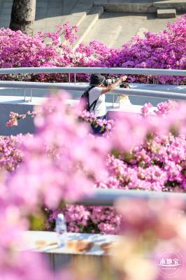 簕杜鹃花海停车场