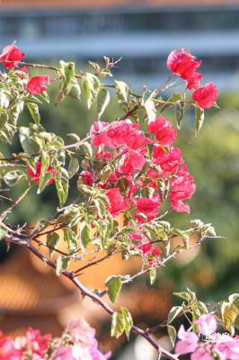 簕杜鹃花海停车场