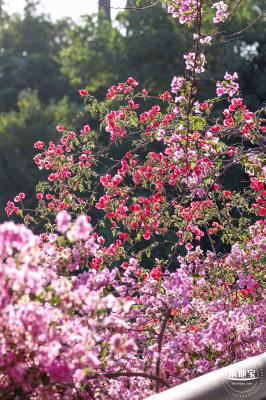 簕杜鹃花海停车场
