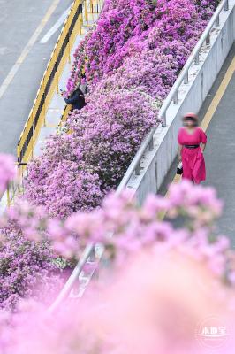 簕杜鹃花海停车场