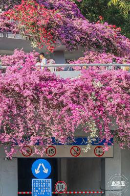簕杜鹃花海停车场