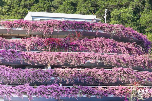 簕杜鹃花海停车场