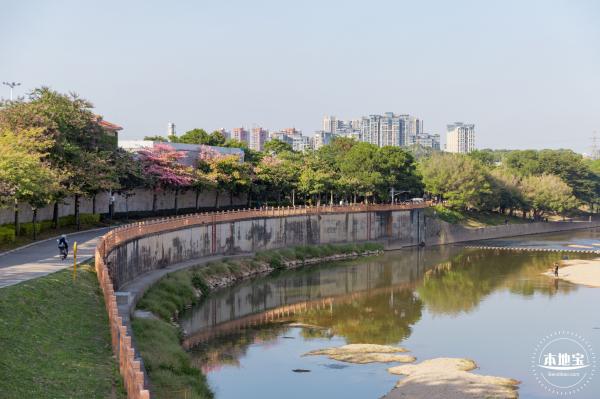 观澜河异木棉