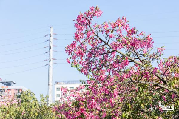 观澜河异木棉
