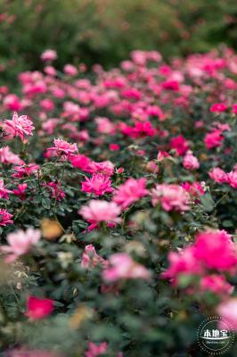 香蜜公园月季