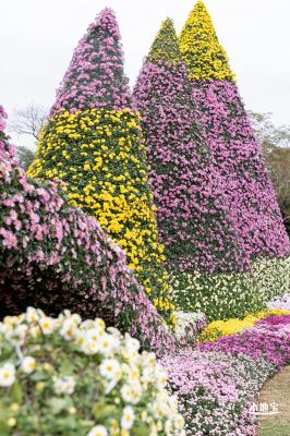 2023东湖公园菊花展