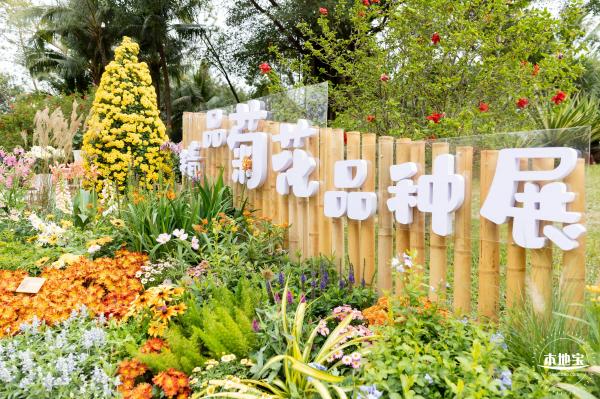 2023东湖公园菊花展