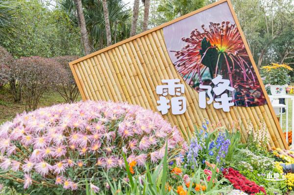 2023东湖公园菊花展
